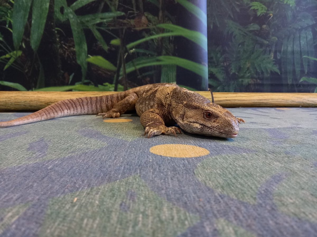 GargsEncounters's tweet photo. Rex the Savannah monitor/ Bosc monitor has enjoyed meeting the children at a school in Ongar today. 
#savannahmonitor #boscmonitor #monitorlizard #lizard #reptile #animalsinschool #animaleducation #primaryschooleducation #primaryschool https://t.co/Sgy7h7dVXE