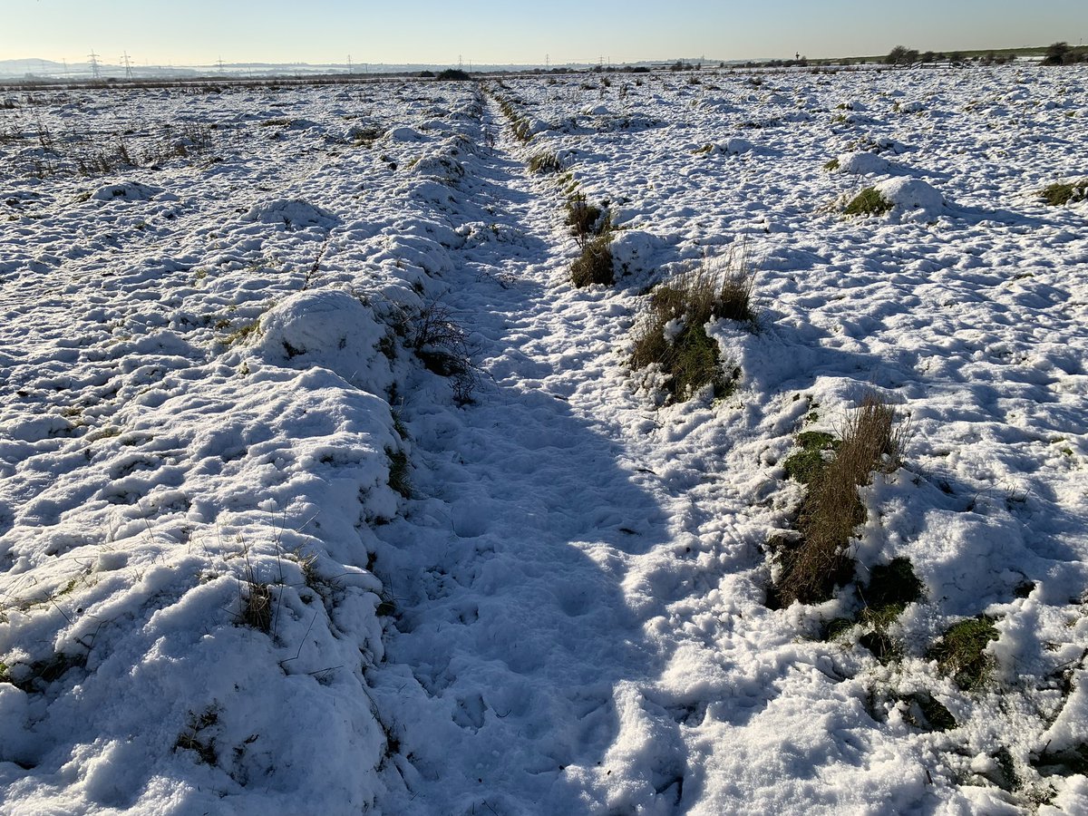 markasmart's tweet image. Some days you feel like you are making more of a positive impact from breeding wader than others, even though it is the main focus of what I do.  Today is one of those. Working on the Hoo Peninsula in Kent. From one to the other in under an hour.