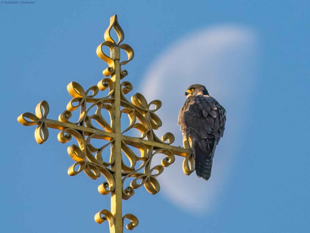 Rudy (@rudraksh9) on Twitter photo Peregrine Falcon & the moon, at Greenwich Park today #londonbirds <a href="/joe_beale/">Joe Beale</a> <a href="/greenroofsuk/">dusty gedge</a> <a href="/theroyalparks/">The Royal Parks</a> <a href="/Natures_Voice/">RSPB</a> <a href="/ThePhotoHour/">#ThePhotoHour</a> @WildLondon <a href="/CanonUKandIE/">Canon UK and Ireland</a> <a href="/LdnPeregrines/">LPP</a> Peregrine Falcon & the moon, at Greenwich Park today #londonbirds <a href="/joe_beale/">Joe Beale</a> <a href="/greenroofsuk/">dusty gedge</a> <a href="/theroyalparks/">The Royal Parks</a> <a href="/Natures_Voice/">RSPB</a> <a href="/ThePhotoHour/">#ThePhotoHour</a> @WildLondon <a href="/CanonUKandIE/">Canon UK and Ireland</a> <a href="/LdnPeregrines/">LPP</a>