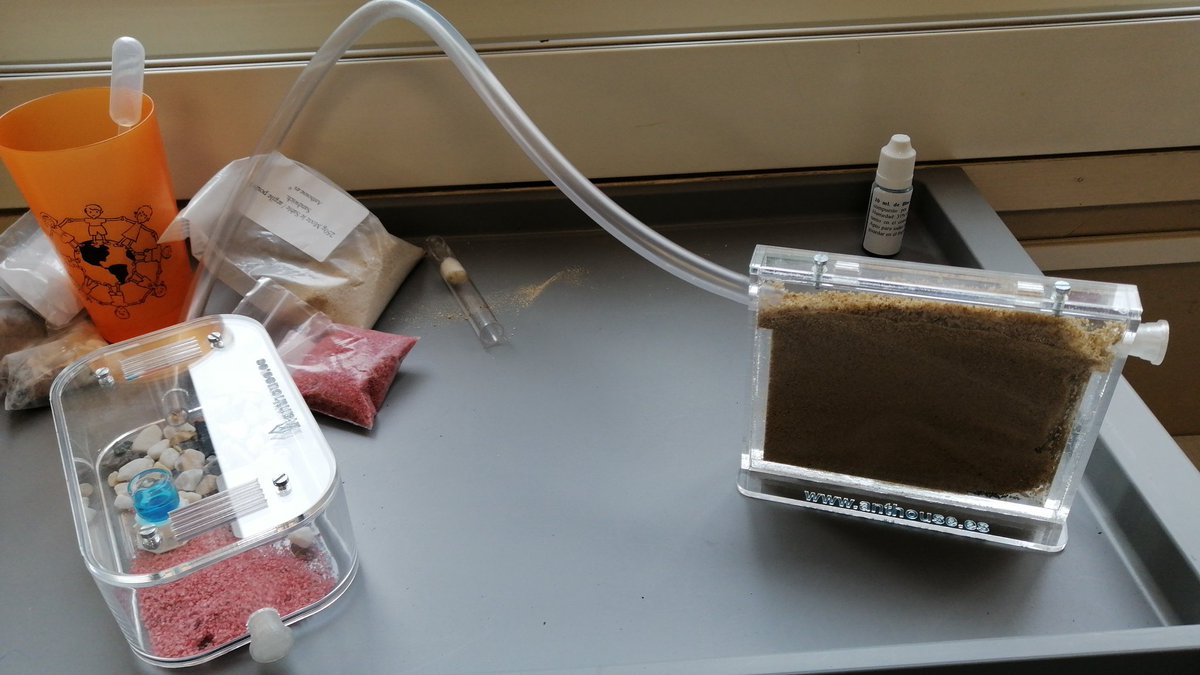 Notre fourmilière est installée et les galeries se construisent peu à peu. 🐜🐜