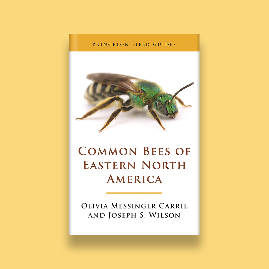 We're thrilled to announce that Common Bees of Eastern North America by Olivia Messinger Carril and Joseph S. Wilson is the winner of the Nature Guidebook Award awarded by <a href="/NOBA_Books/">National Outdoor Book Awards</a>! <a href="/BeesBackyard/">The Bees In Your Backyard</a> hubs.ly/Q01vSPtD0