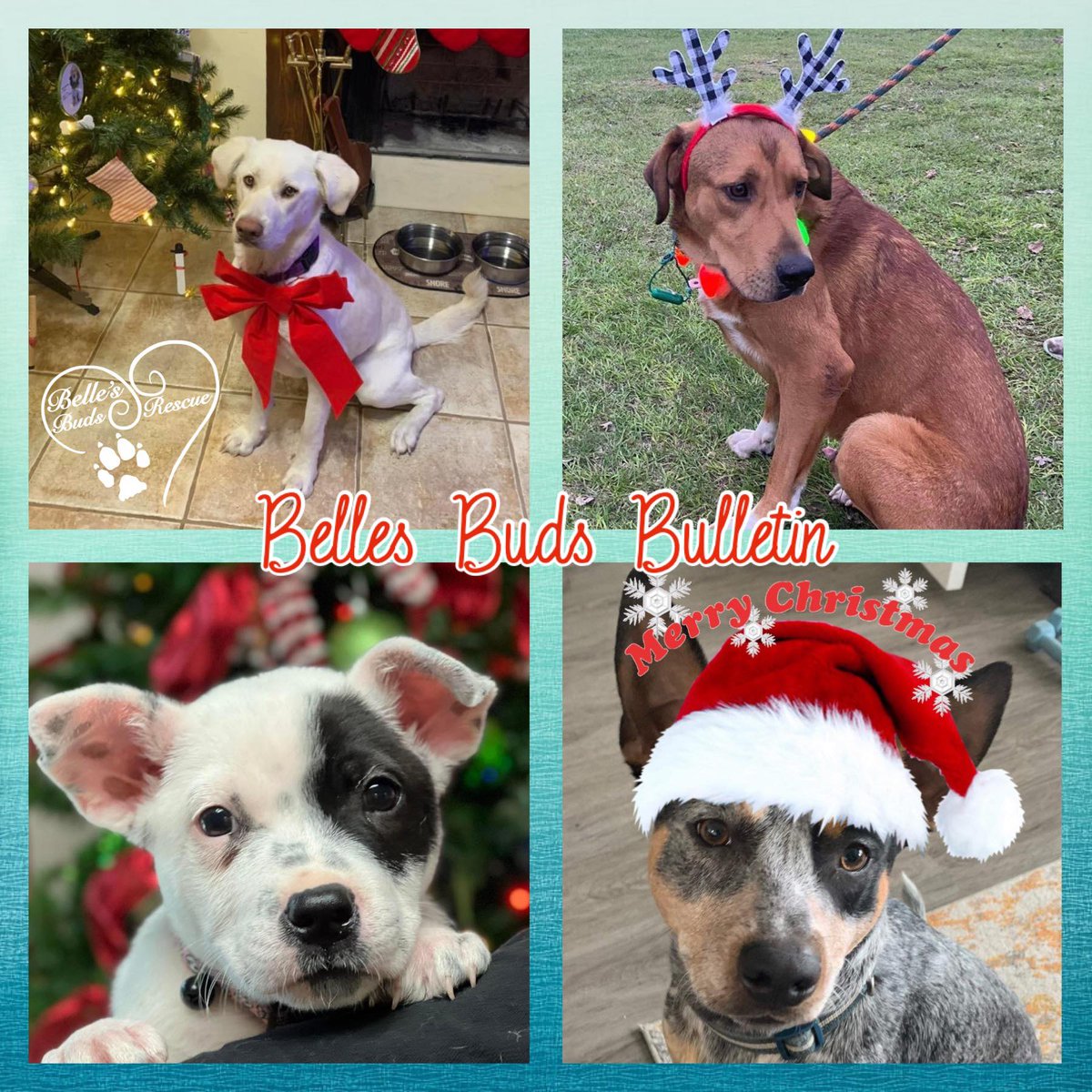 Bellesbuds's tweet photo. This month it's all about what BBR is Thankful for! 
Check out our Belles Buds Bulletin: Highlights for November 2022 - https://t.co/WtqiwIbJPc https://t.co/nsKNYSNesB
