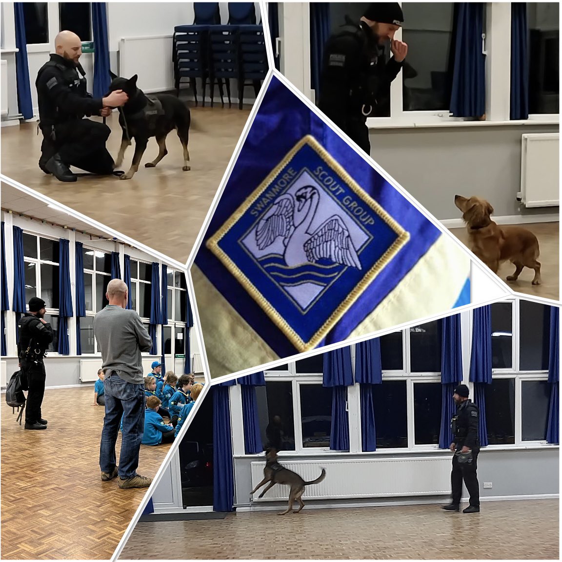 HantsTVPolDogs's tweet photo. 🐾PD Blaze, PD Ziggy and Puppy Benji🐾 

Last week we had the joy of joining the Swanmore Beavers. We were invited to put on a small display showing how our dogs can search for things that may have been lost or discarded. We had a great time with everybody. #beevers #policedogs https://t.co/mQke93oYqh