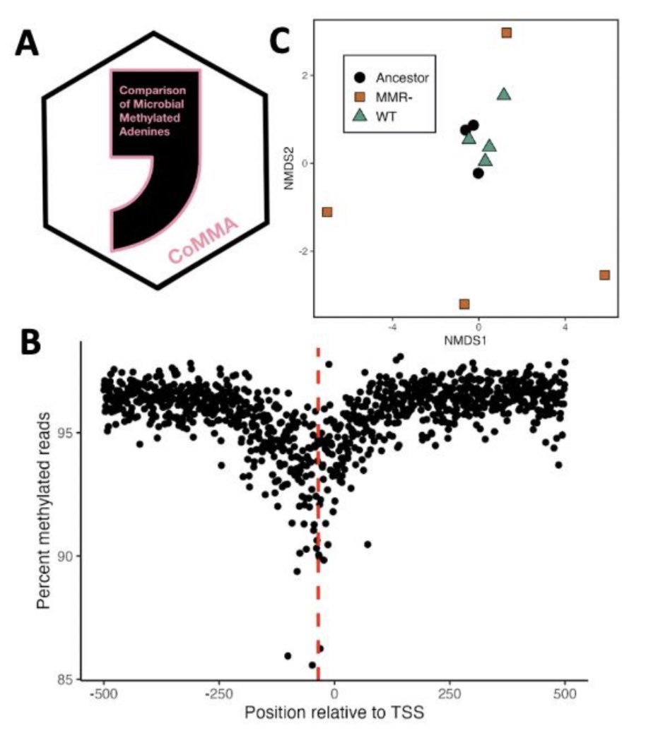 Megan Behringer (@megbehri) on Twitter photo New #preprint from our lab! Here, PhD student <a href="/StarlCone/">Carl Stone</a> has developed an R package (CoMMA) to annotate and identify differential 6mA methylation in microbes from Nanopore data. With CoMMA he observes relaxed selection on 6mA in Exp. evolved E.coli clones without mismatch repair. New #preprint from our lab! Here, PhD student <a href="/StarlCone/">Carl Stone</a> has developed an R package (CoMMA) to annotate and identify differential 6mA methylation in microbes from Nanopore data. With CoMMA he observes relaxed selection on 6mA in Exp. evolved E.coli clones without mismatch repair.