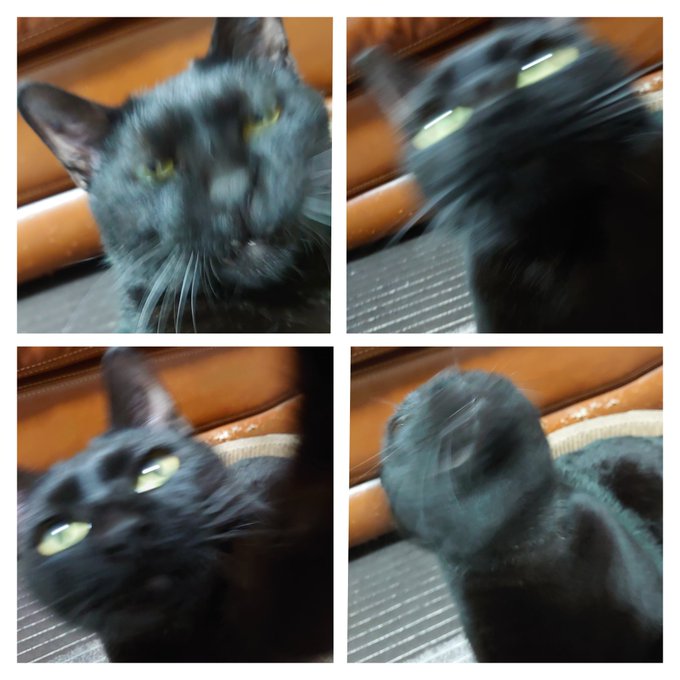 ☆ウォーザード☆ 可愛すぎる猫ちゃん SUGARSTREETWEAVERS ゴブラン