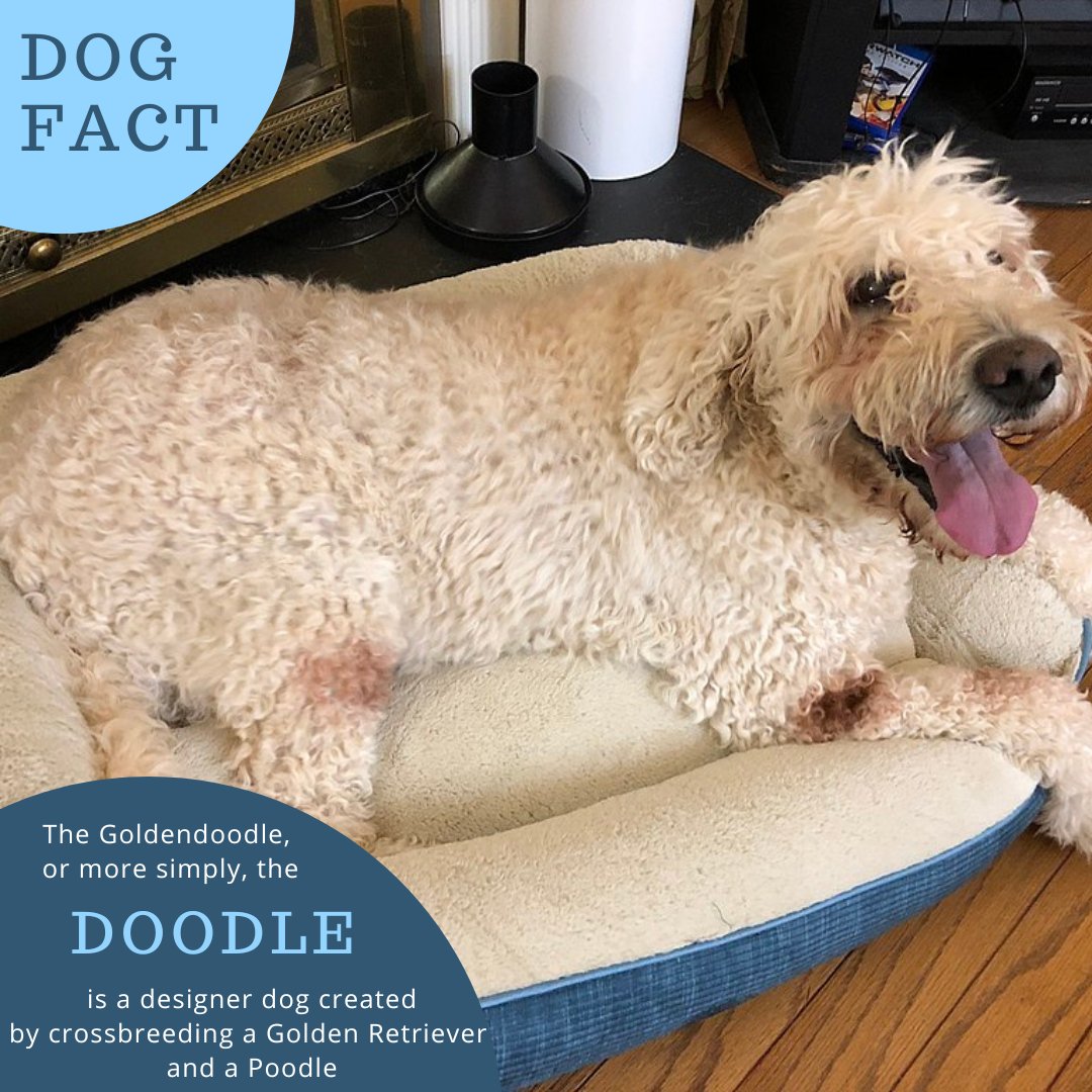 DogGoodies's tweet photo. The Goldendoodle, or the Doodle, is a dog created by crossbreeding a Golden Retriever and a Poodle. #doodledog #goldendoodle #dogs #dogsofinstagram https://t.co/HDFZ4gEzqY