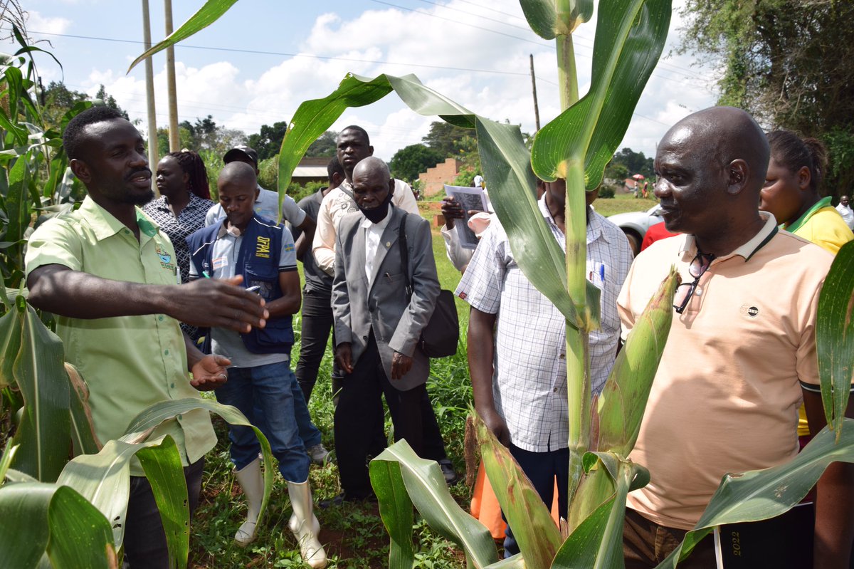 Bulindi ZARDI tweet media