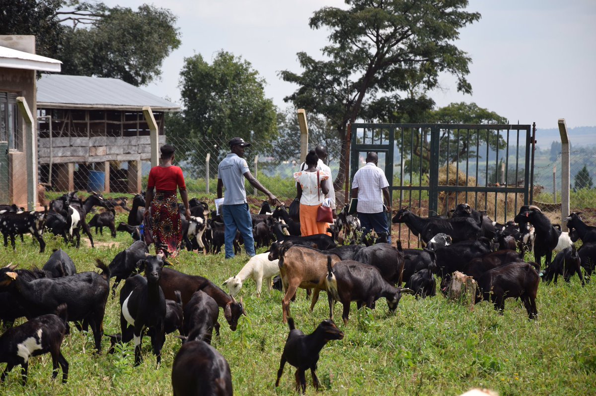 Bulindi ZARDI tweet media