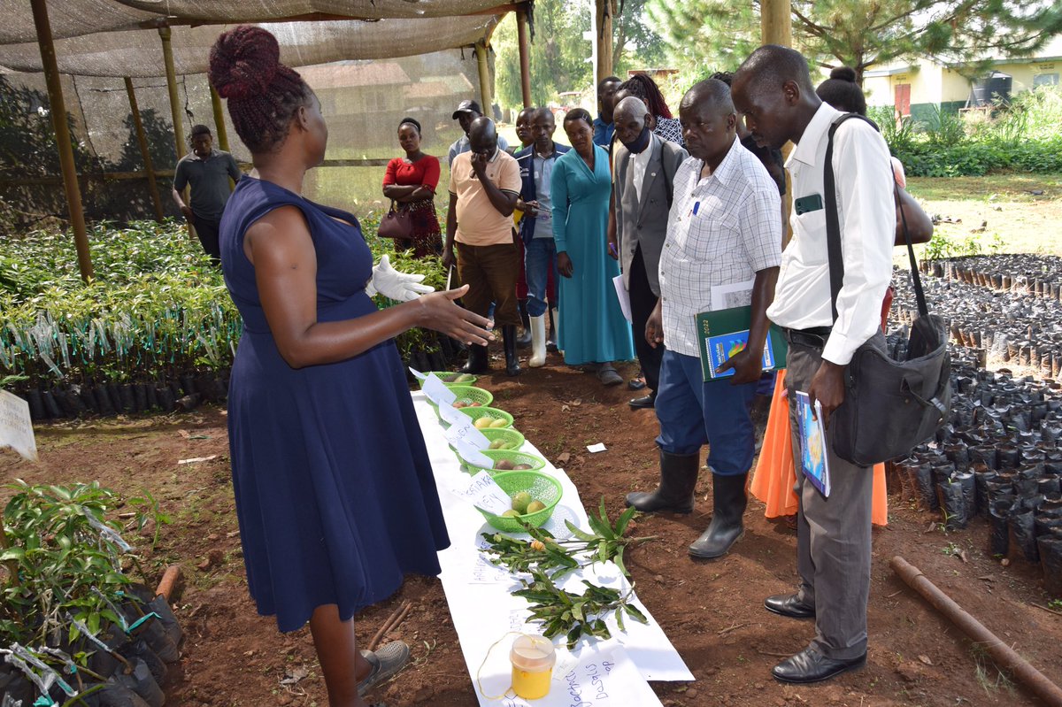 Bulindi ZARDI tweet media