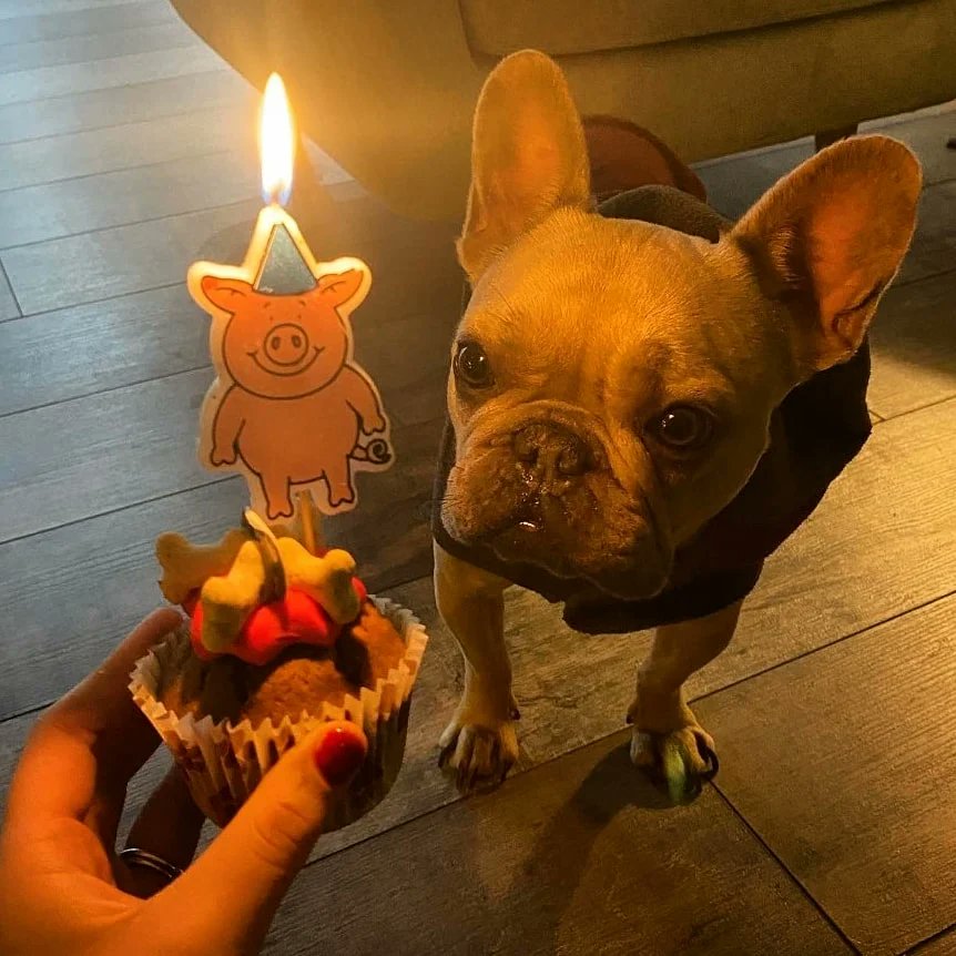 Charlie Aspinwall Cardio Vet (@charlieaspvet) on Twitter photo 🌟 Nelly’s owner recently shared this beautiful picture of her celebrating her 4th birthday. She’s a very special girl, and we’re all very attached to her, so we thought we’d share her story. #vetcardio <a href="/hscardiology/">HS Cardiology Ltd</a>
m.facebook.com/story.php?stor… 🌟 Nelly’s owner recently shared this beautiful picture of her celebrating her 4th birthday. She’s a very special girl, and we’re all very attached to her, so we thought we’d share her story. #vetcardio <a href="/hscardiology/">HS Cardiology Ltd</a>
m.facebook.com/story.php?stor…
