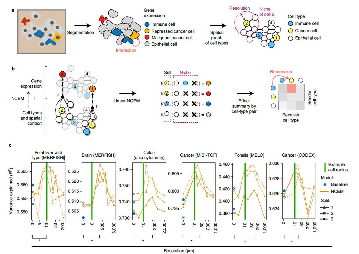 vizgen_inc's tweet photo. Did you know that #NeuralNetworks can be used to model #IntercelluarCommunication in #MERFISH #Datasets? Read the paper by Fischer et al from @HelmholtzMunich to learn about node-centric expression models, niches, #GeneExpression, and #SpatialGenomics: https://t.co/OboIgJj3Ci https://t.co/3CtzjMNZzK