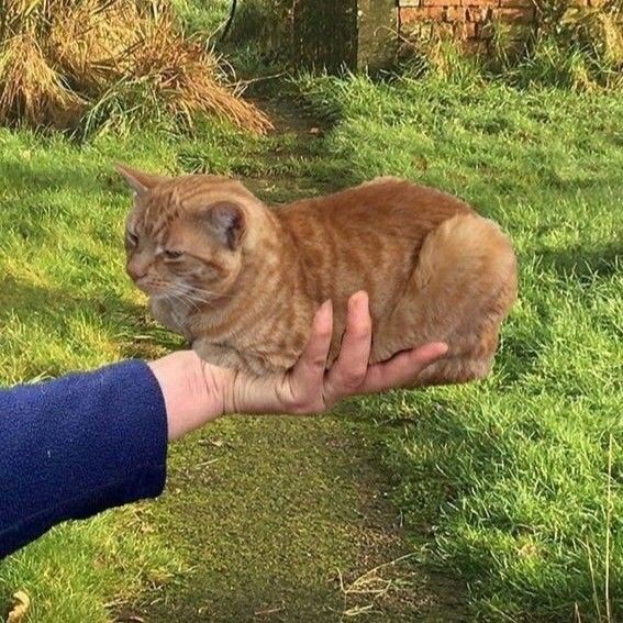 You are sad, take this