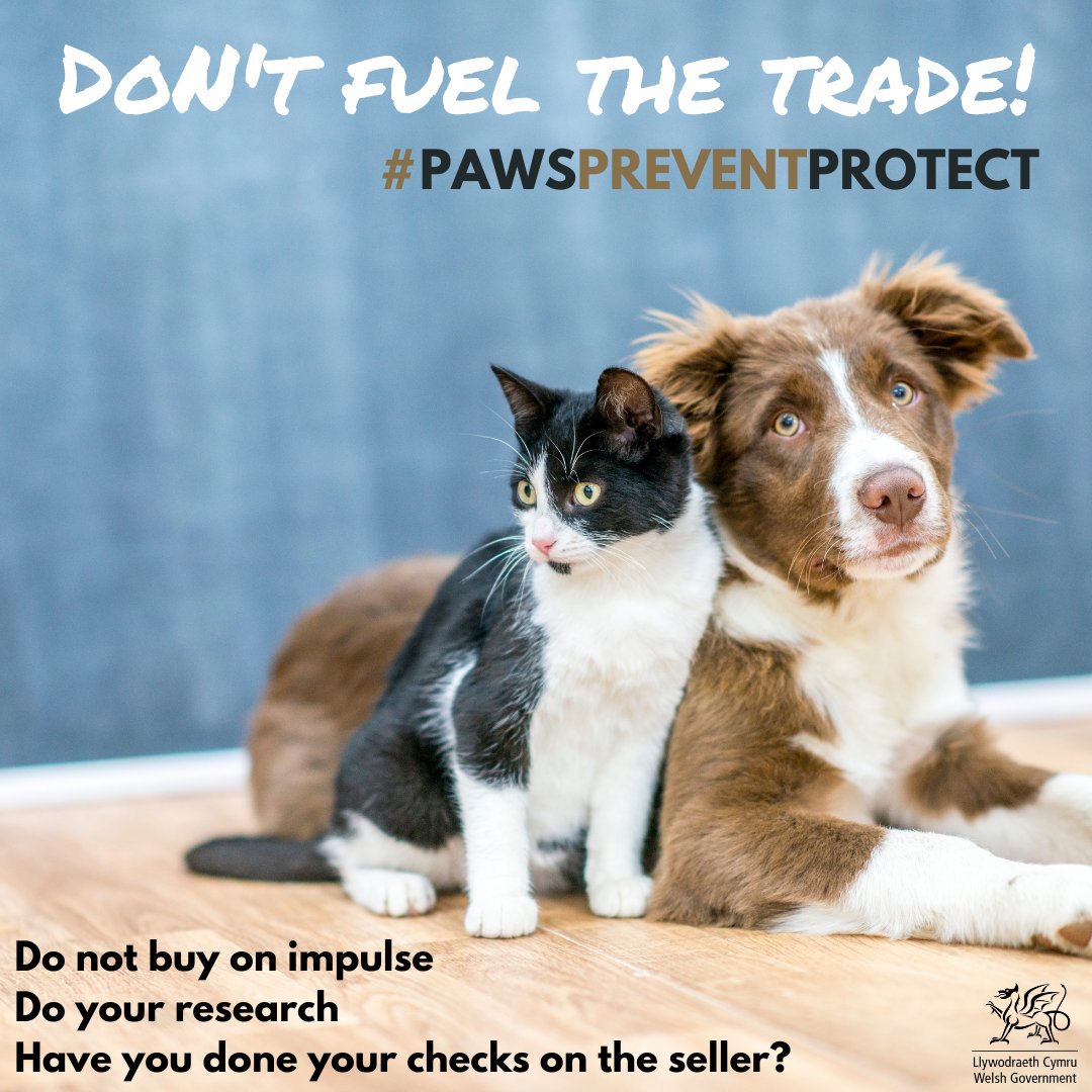 WGRural's tweet photo. Thinking of buying a puppy or kitten?

It is now a legal requirement in Wales for the seller to have bred the puppies and kittens on the premises. 

Don’t fuel the trade! Make sure you do your research on the seller! https://t.co/VA8VCc3WS9