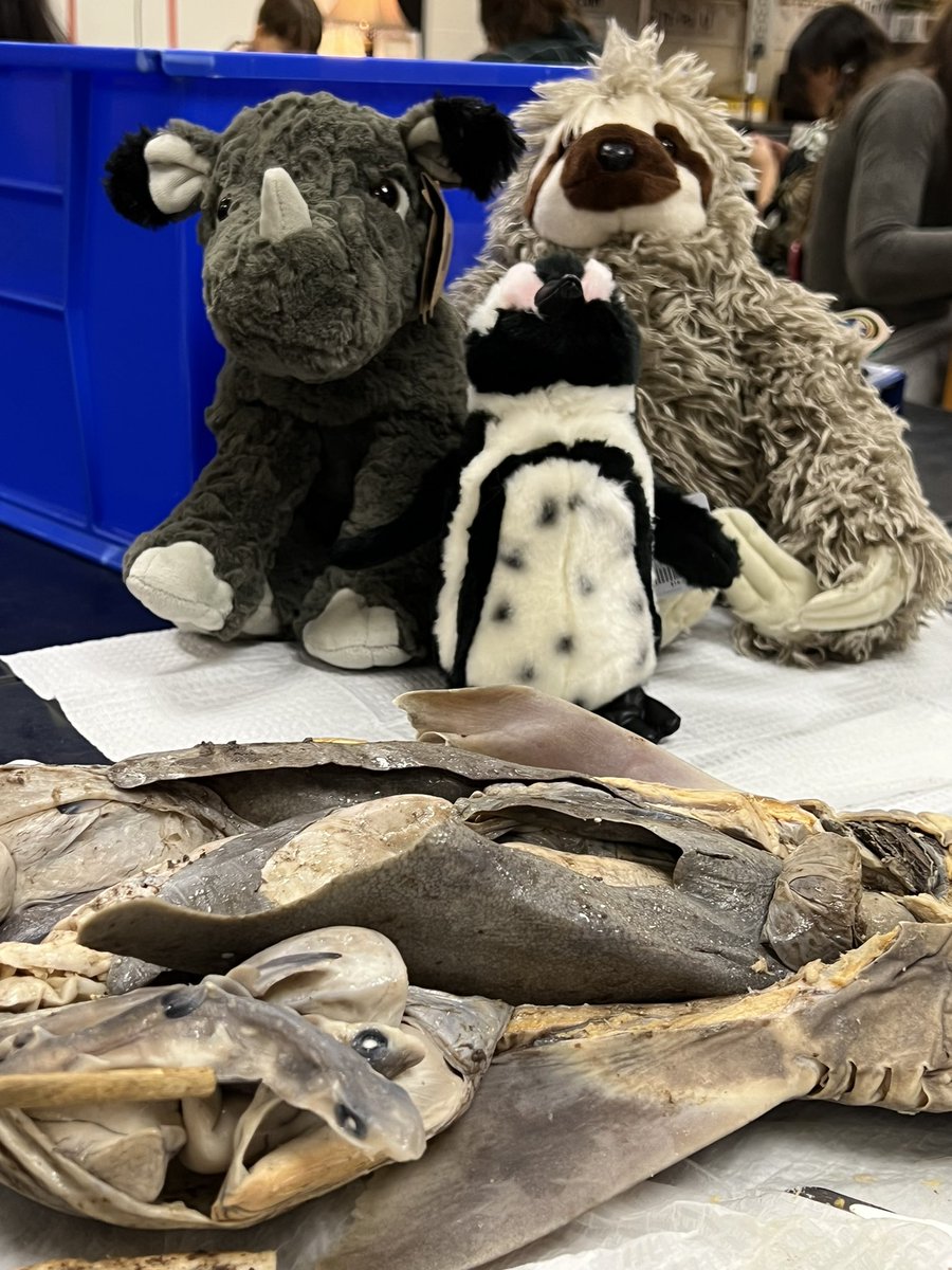 MrsFScience's tweet photo. All Penelope can say is “baby shark do do do do do do baby shark do do do do do do” #zoologyrocks #babyshark #sharkdissection #animalsareawesome @jpetersi92 @chsprincipal90 @ConnerHigh @Boone_County https://t.co/c1CkKk9CNY