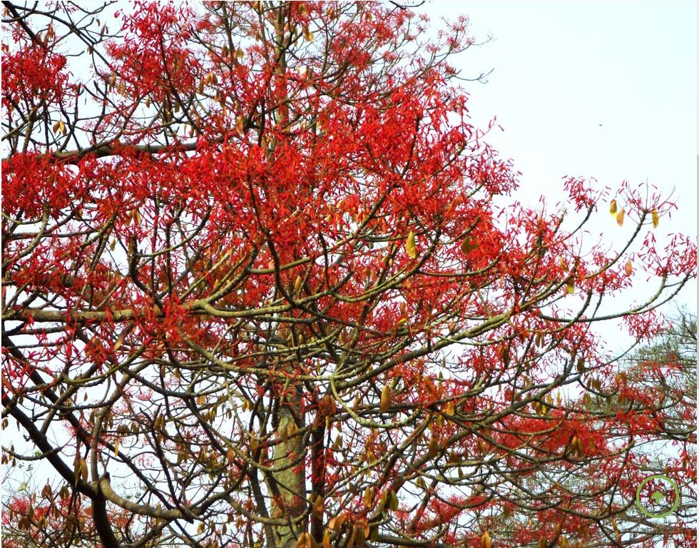 folake_oduntan's tweet photo. It's Christmas ๐๐season so we thought to bless your view with this beautiful tree that resonates with the season.. Hildegardia barteri, fondly called the Christmas tree๐!!
Read more here ๐:
https://t.co/wdbiF6ShON
#TreesinIITA #iitaforestcenter #KnowYourWorld #abouttrees https://t.co/IwatElBP9b