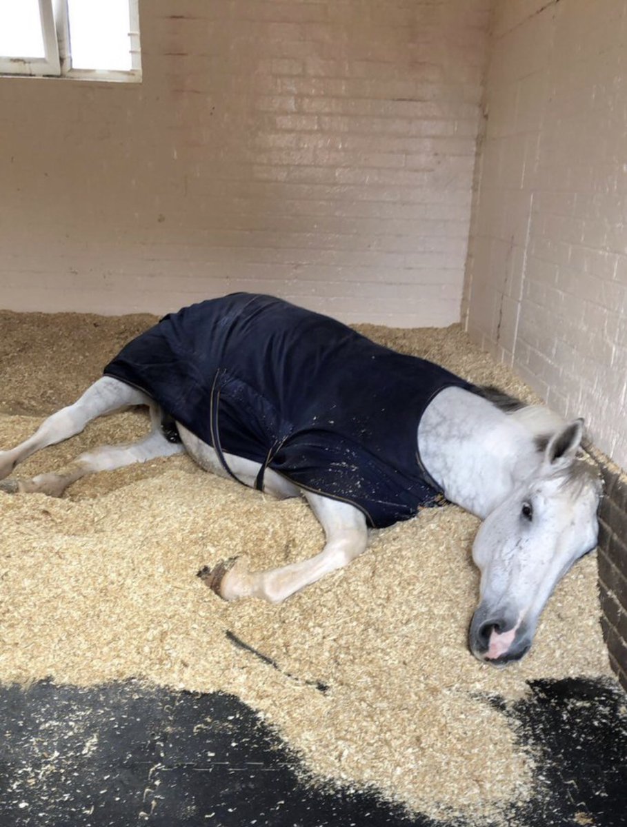 MerPolMounted's tweet photo. 1/2 We received the sad news this week that Ned one of our retired horses has sadly passed away. Ned retired to his breeders in July 2020, due to an injury after 4 years of service. Ned was a massive character, a brilliant police horse &amp; always up to no good!
#StandTall #PHNed https://t.co/KBkcUv1vXJ