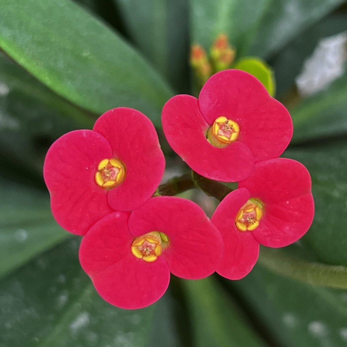 Ramazan Bulut (@ramazan07472532) on Twitter photo 