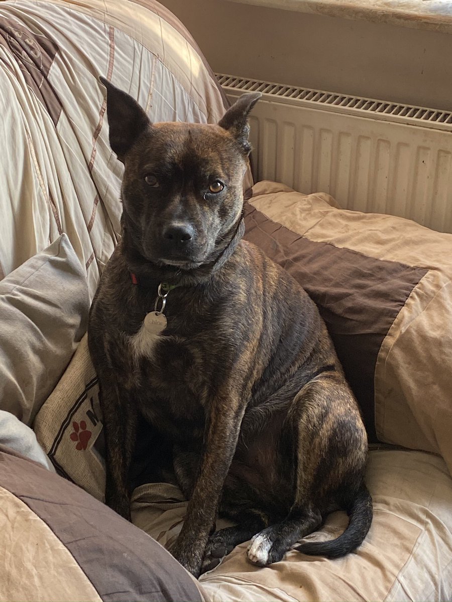 My baby girl Chloe is 7 years old today, I can’t believe where the time has gone, love this girl she is so special and caring always wanting cuddles ❤️❤️❤️❤️❤️❤️❤️❤️❤️