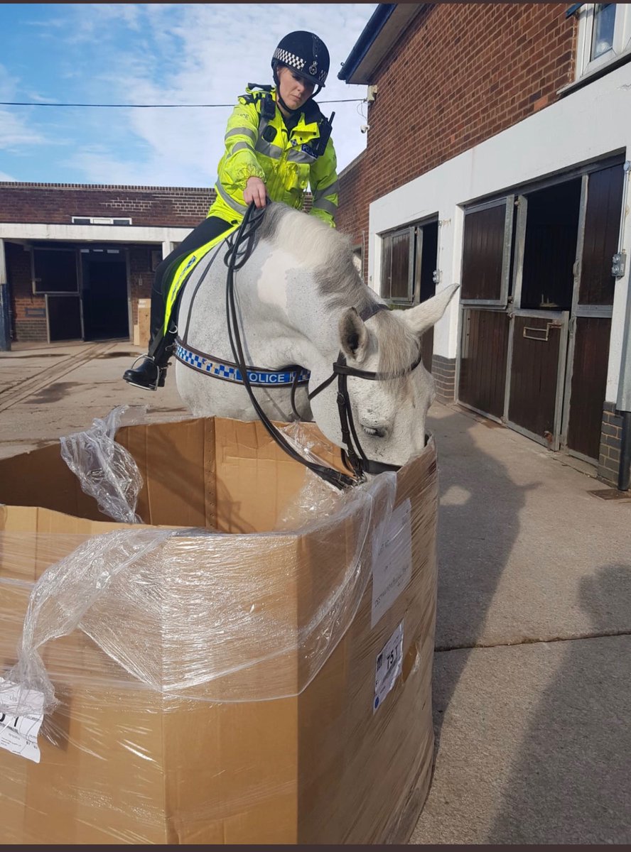 2/2 Ned went out on loads of patrols including Anfield and Goodison on match days and was a twitter favourite with his antics and very loud snoring!
We want to say thank to his breeders for giving a lovely retirement these past few years. #StandTall #PHNed #RetiredPoliceHorse