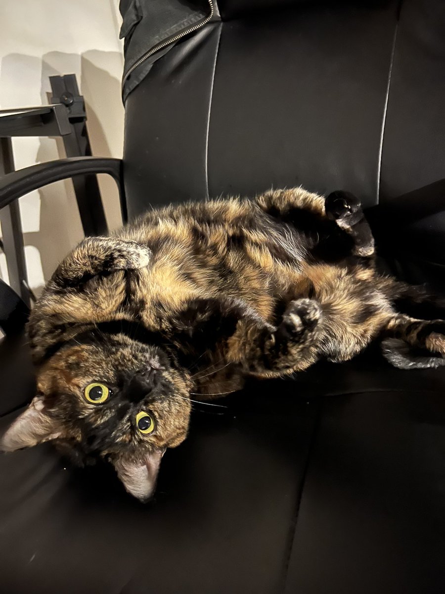 ncolem12's tweet photo. @joncoopertweets Yes! Rescued my tortie girl Elliot from the streets of Brooklyn. She was so friendly and clearly someone abandoned her. It was the best thing I’ve ever done. https://t.co/spAN6PDyi5
