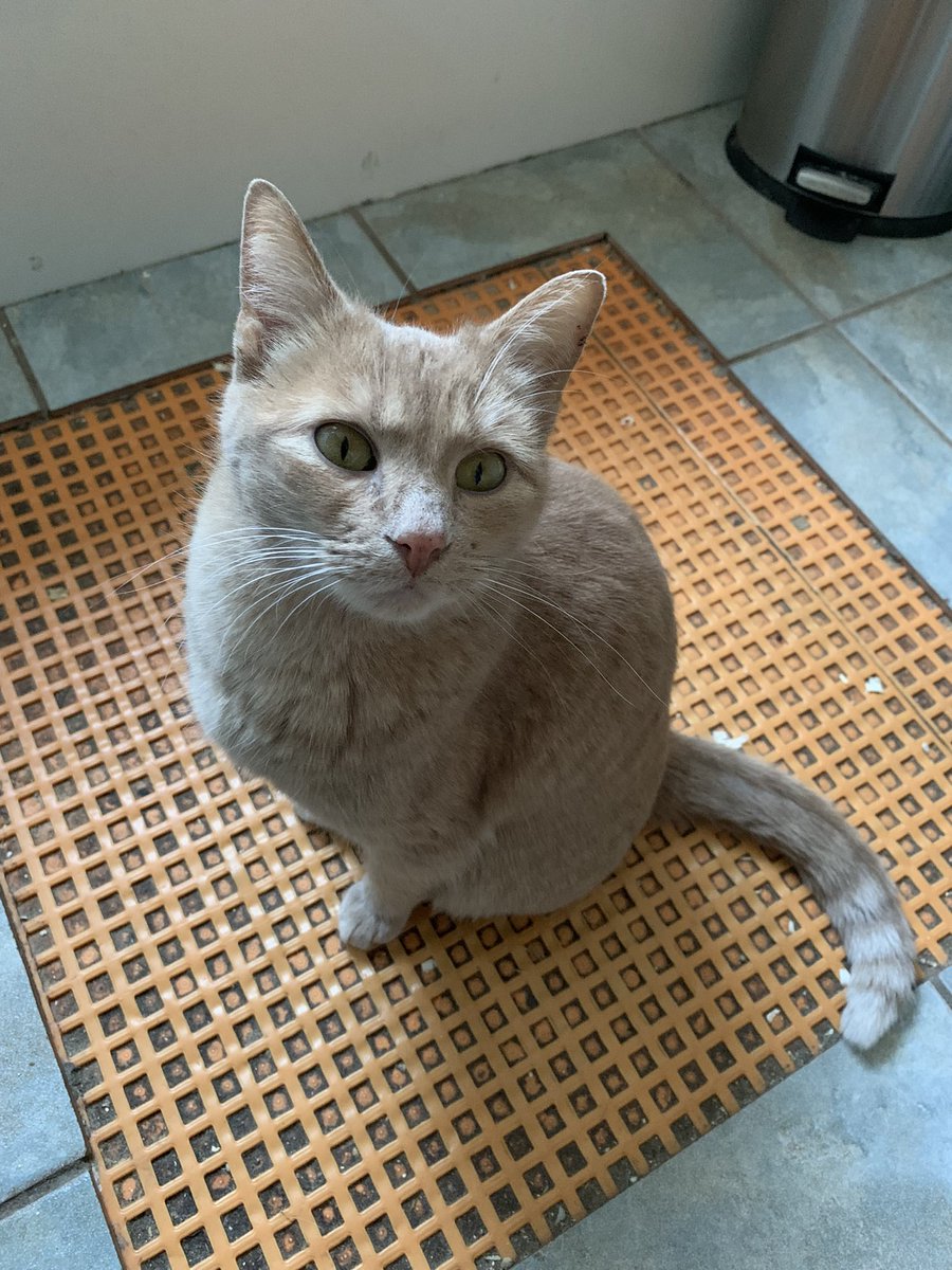 AkabeeBarbie's tweet image. Hey furiends , are I not pretty ?? 
Need tips to boost  “ likes” and get more followers on my mamma’s account any help be most appreciated , purrfect Thursday everypawdy ❤️🐾😺
#zellie 
#furiends 
#needtips 
#morefollowerslikes