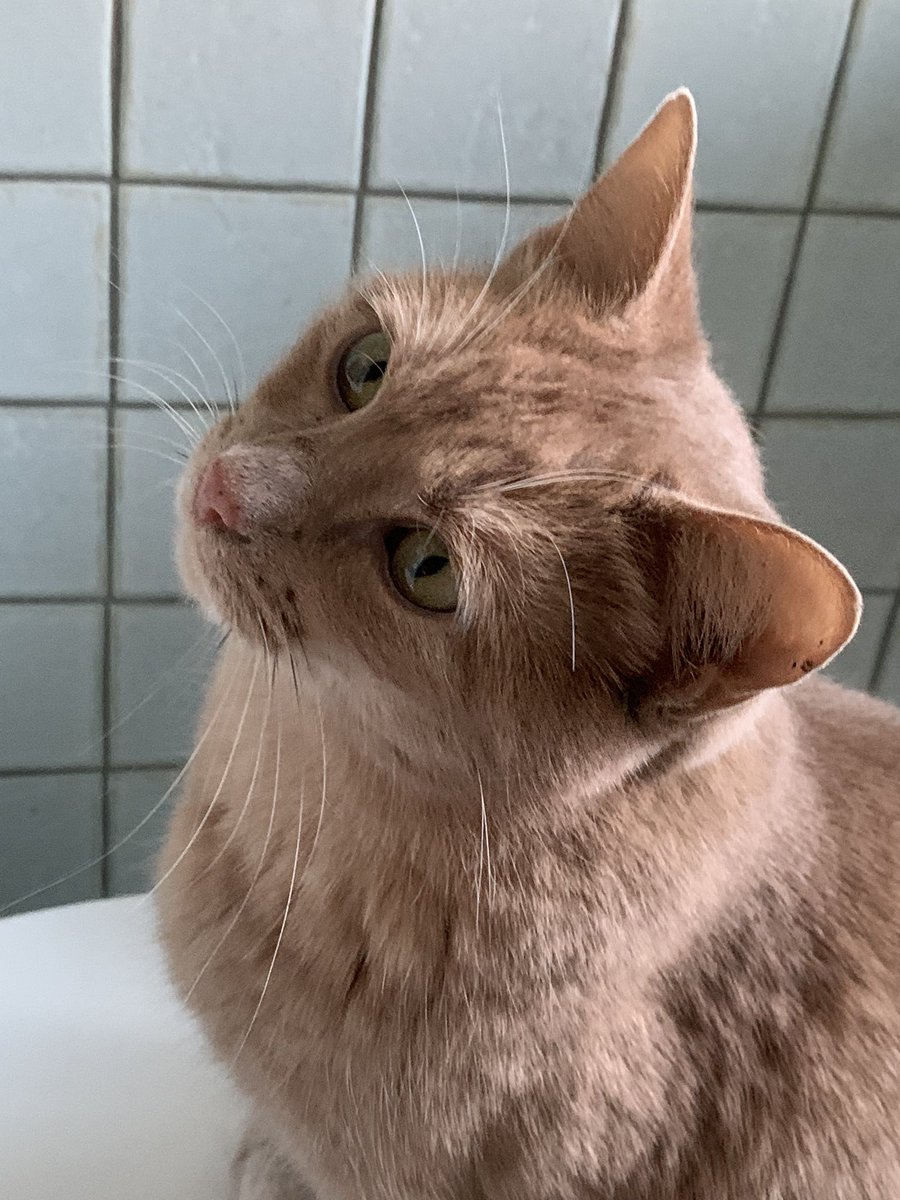 AkabeeBarbie's tweet image. Hey furiends , are I not pretty ?? 
Need tips to boost  “ likes” and get more followers on my mamma’s account any help be most appreciated , purrfect Thursday everypawdy ❤️🐾😺
#zellie 
#furiends 
#needtips 
#morefollowerslikes