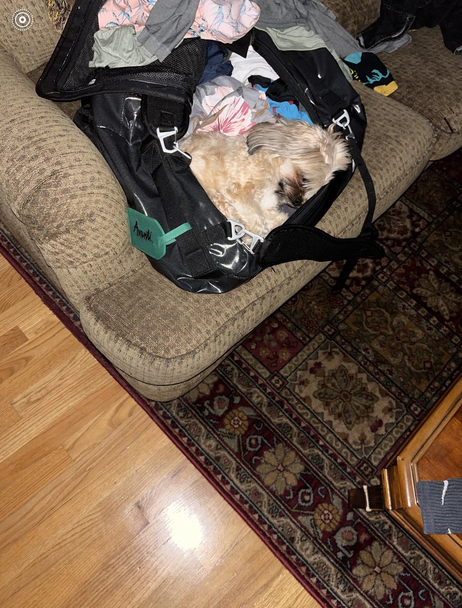 jennxgraham's tweet photo. No dog bed could compare to the comfort that a bag provides apparently https://t.co/LQPm1F5Tmx