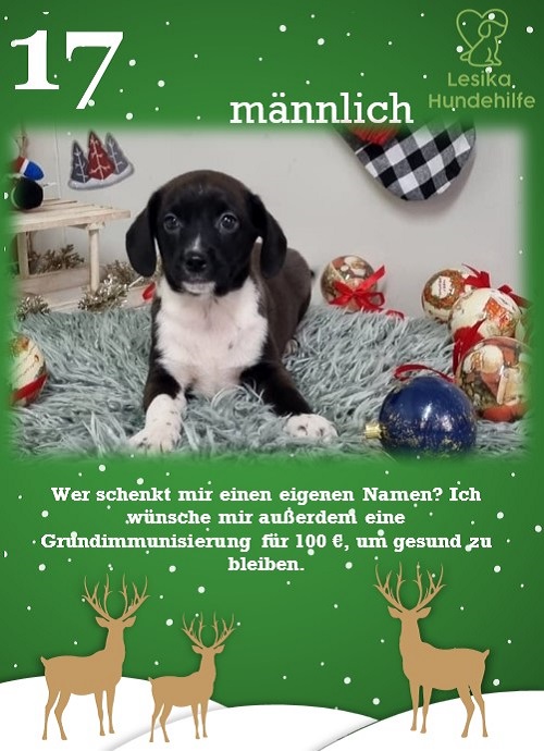 lesika_e's tweet photo. 17. TÜRCHEN WURDE GEÖFFNET ❤️🎄❤️🎄

https://t.co/HBwm9s6GKz

Kontakt Welpen-Patenschaft:
Mail: Lisa@lesikamail.de

#LesikaHundehilfe #Tierrettung #christmas #Adventskalender #DogsofTwittter #dog #calender #puppy #welpen #AdoptDontShop #goodfeeling #spende #Donations https://t.co/caODTxKPkk