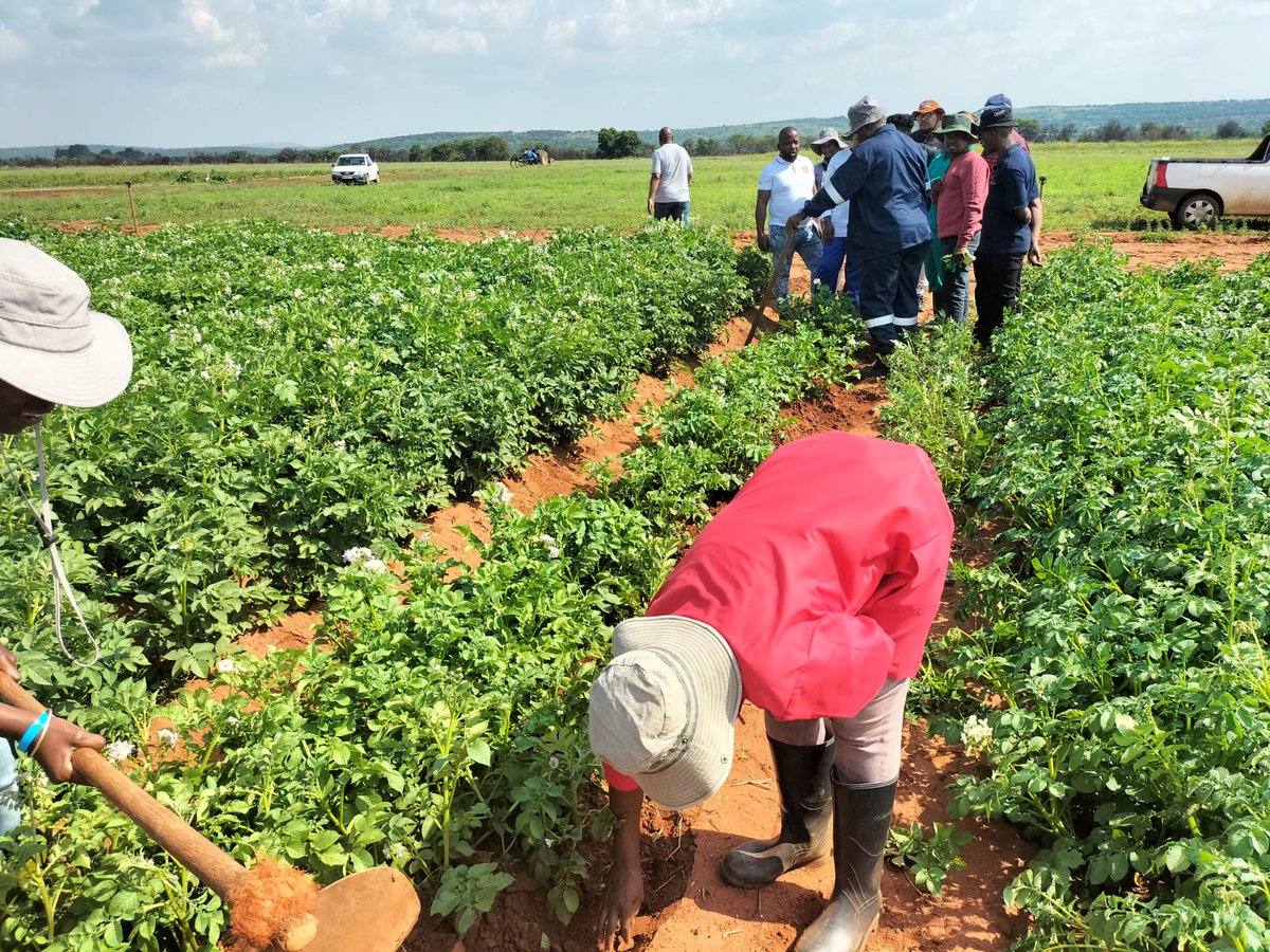 MatsaunyaneBame's tweet photo. Training would not be complete without practicals. Allowing the farmers to see, feel and do.
@OfficialGDARD @ARCSouthAfrica
#SmallholderFarmerDevelopment #TransformingThePotatoIndustryOneFarmerAtATime https://t.co/aFcKbPpf24
