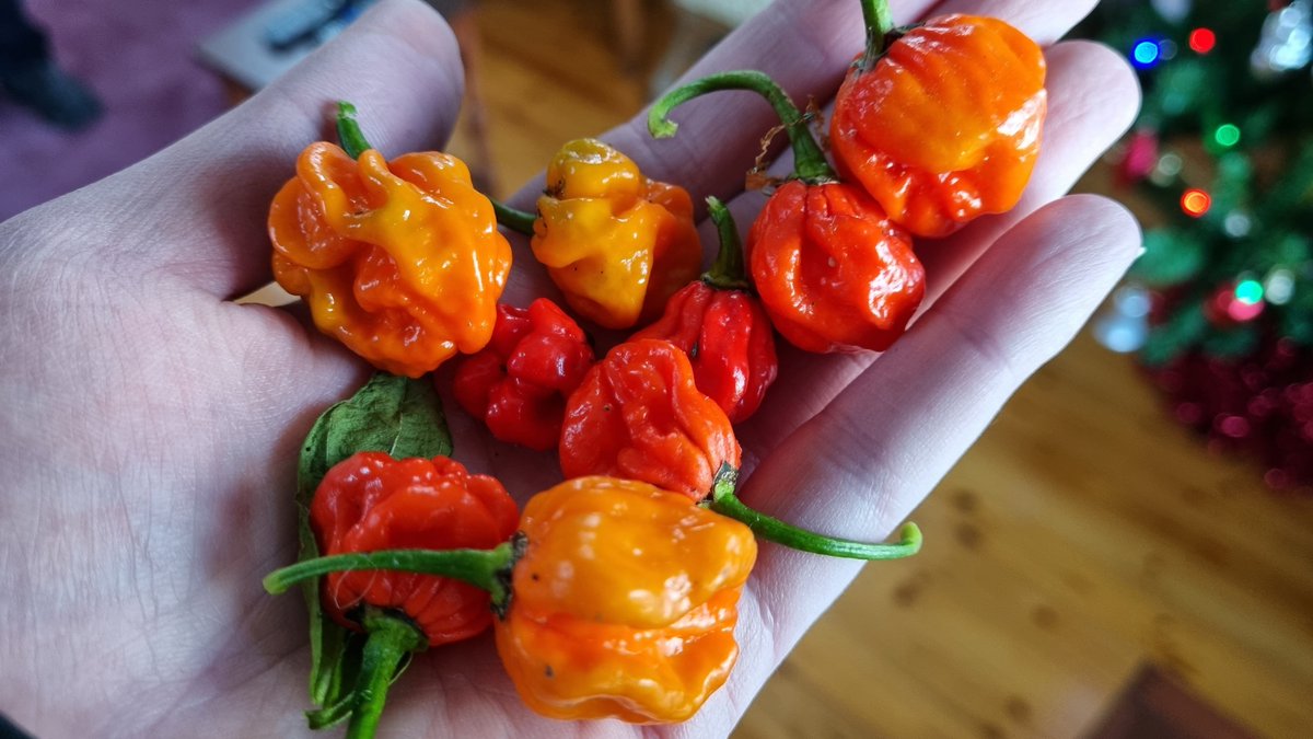 Ed Fidgeon-Kavanagh tweet media