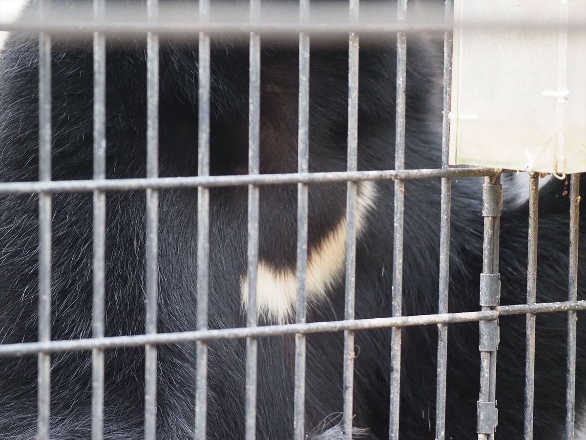 kyotoshidoubut1's tweet photo. 冬の動物園・ツキノワグマは冬眠していません。
#京都市動物園 #kyotocityzoo #京都の森 #ツキノワグマ #ホノカ #冬眠はしていない #kyotoforest #blackbear #HONOKA #Nothibernating https://t.co/sSUs1Aevae