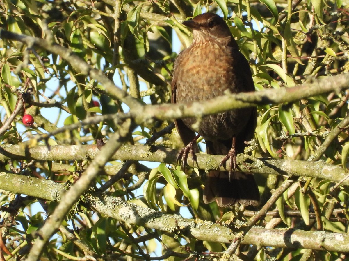 Mightychub's tweet image. The #Hawthorn berries are the much needed main course for Winter thrushes. The #Coldspell now knocking down the berries along the lane #WyverLaneNR @DerbysWildlife @DerwentBirder @NatureUK @DanielCMartin1