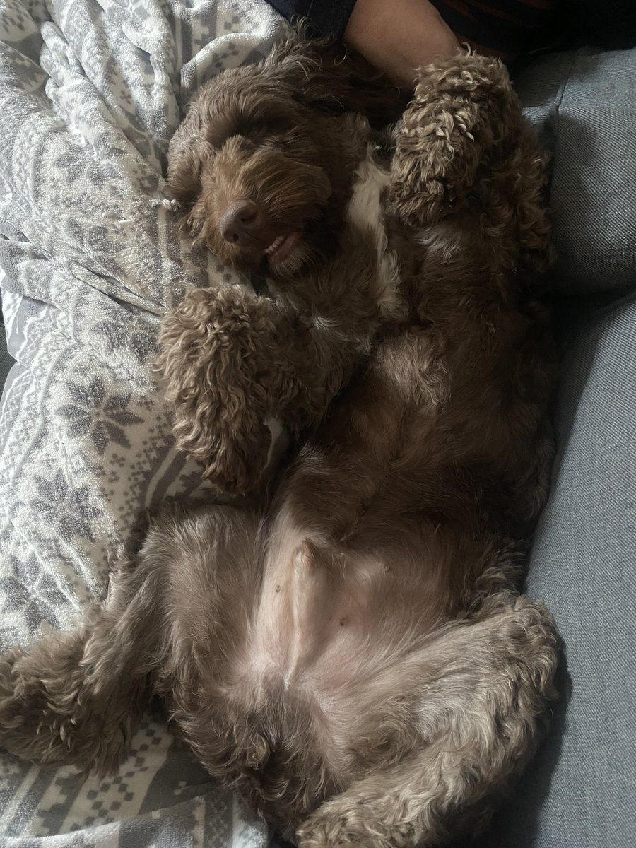 waltercockapoo tweet media