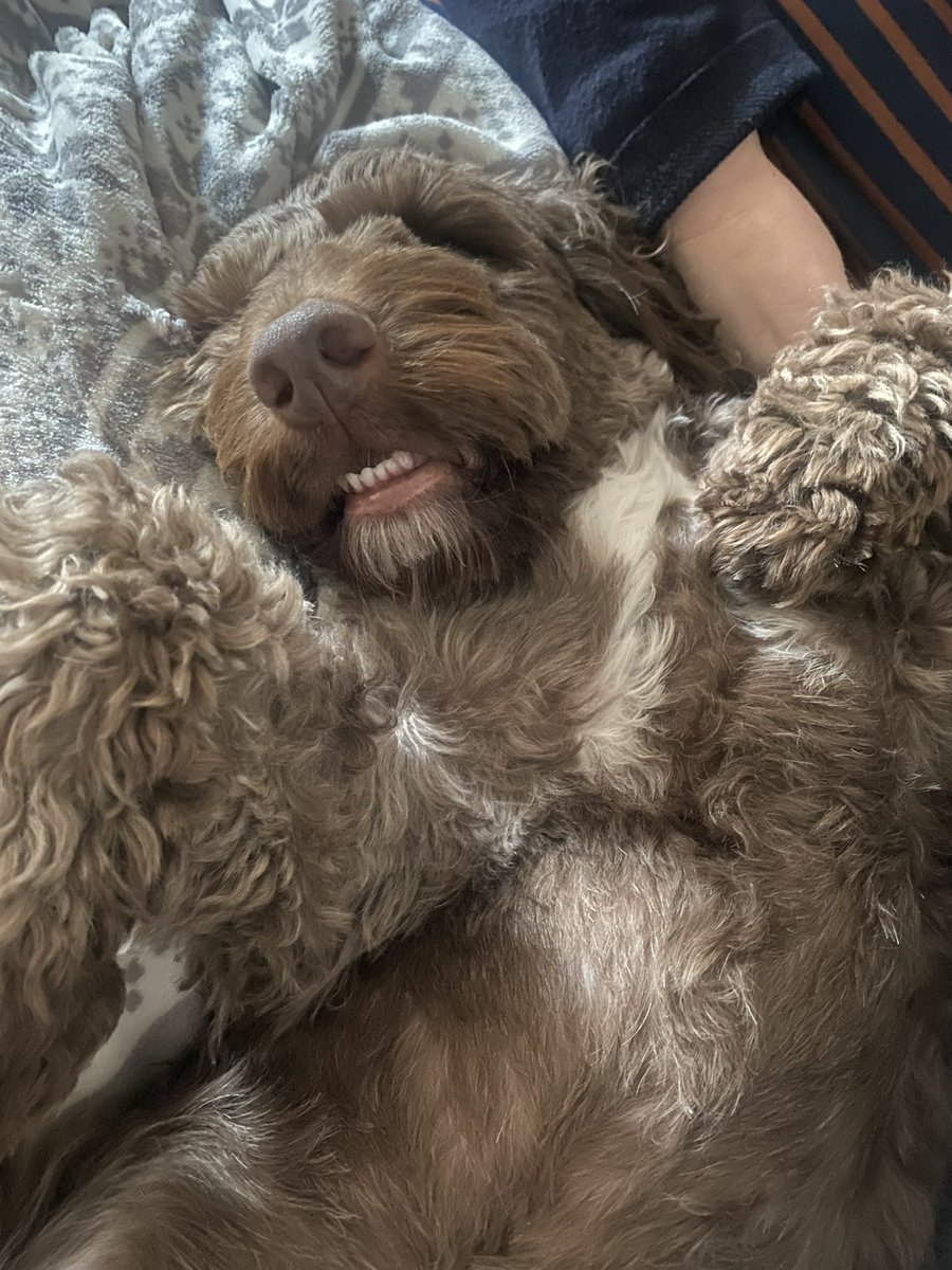 waltercockapoo tweet media