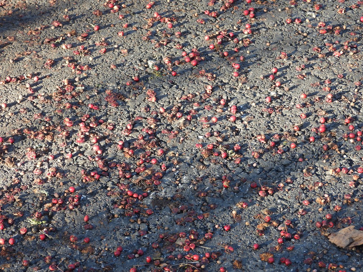 Mightychub's tweet image. The #Hawthorn berries are the much needed main course for Winter thrushes. The #Coldspell now knocking down the berries along the lane #WyverLaneNR @DerbysWildlife @DerwentBirder @NatureUK @DanielCMartin1