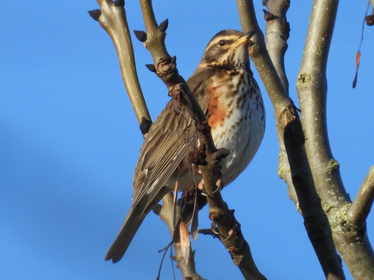 Mightychub's tweet image. The #Hawthorn berries are the much needed main course for Winter thrushes. The #Coldspell now knocking down the berries along the lane #WyverLaneNR @DerbysWildlife @DerwentBirder @NatureUK @DanielCMartin1