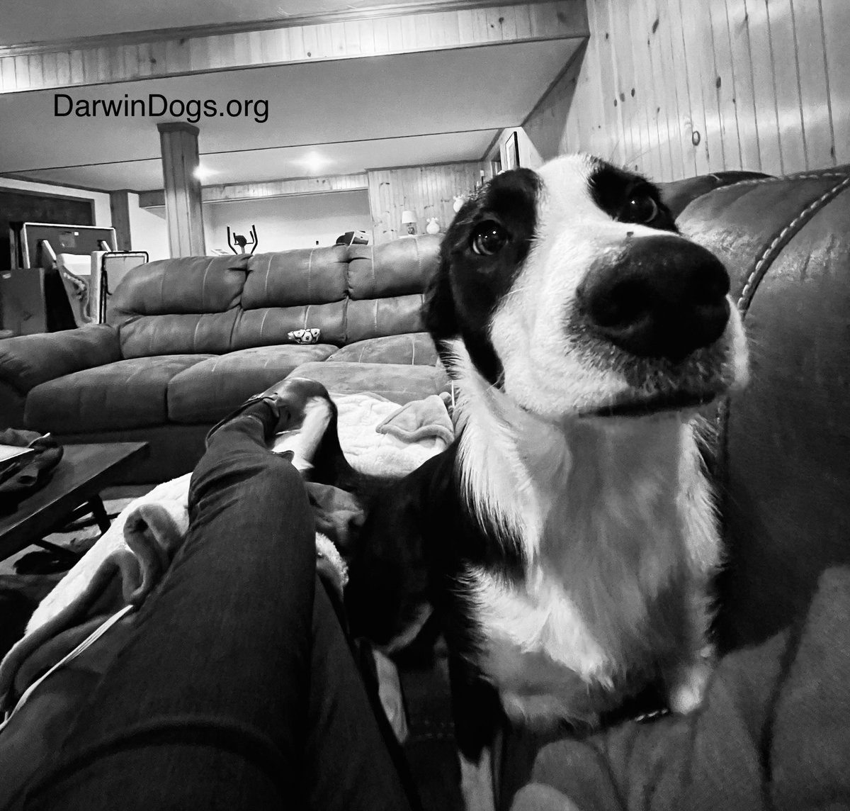 DarwinDogs's tweet photo. Arwen: What is this “personal space” of which you speak?

#DogLife #DogLover #DogMom #BorderCollie #BorderColliesOfInstagram #Dogtrainer #DogtrainingLife #TheDog https://t.co/Ev1KLGQyKy https://t.co/y7LfcBjCKM