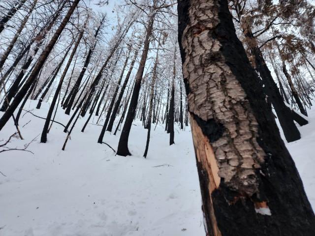 utavy_'s tweet photo. Dangerous avalanche conditions exist! The north-facing slopes that are harboring old weak faceted snow surfaces are not to be messed with.
.
Preliminarily accident report for the Neff’s Canyon Avalanche available on our website. https://t.co/1P3ySiWLtZ