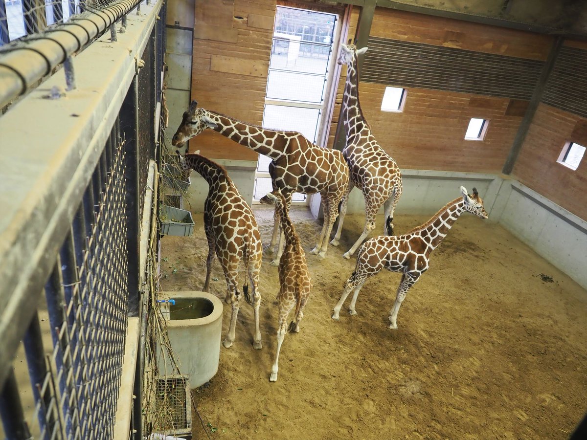 kyotoshidoubut1's tweet photo. キリンのカブトへの人工哺乳まもなく終了
#京都市動物園 #kyotocityzoo #キリン #カブト #8月19日生まれ #生後4か月 #人工哺乳 #1日1回 #Giraffe #Kabuto #BornAugust19 #4monthsold #ArtificialFeeding #onceaday https://t.co/7iJpq9abPq