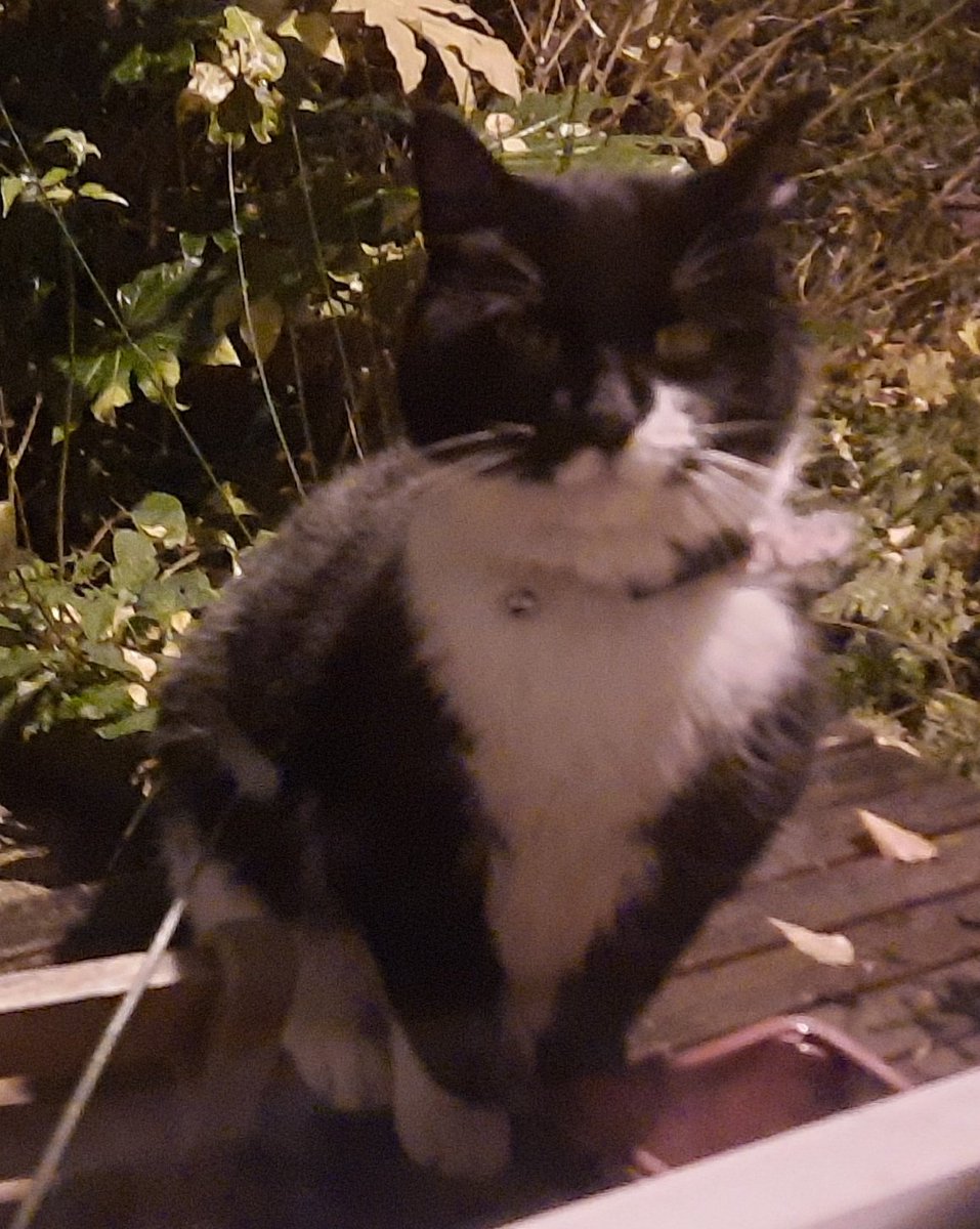 swangirl14's tweet image. This little love bug😻 has been living in the garden all week (with a warm shelter).
Sherwood St, Fallowfield area
Has a collar but no tag unfortunately 
@MileKitties do you have access to a scanner by any chance?
#StrayCat #Fallowfield