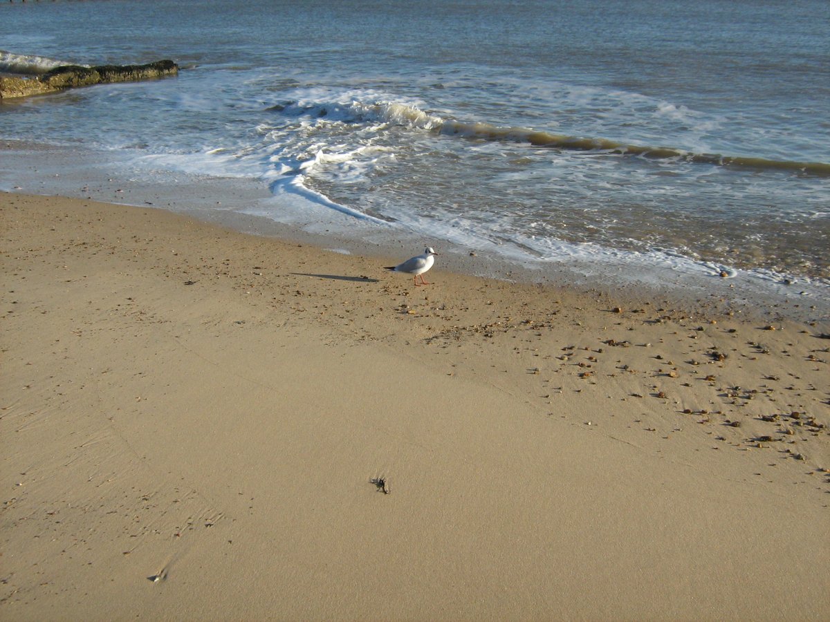 jonnyald's tweet image. down by Felixstowe pier #staffydog #blackheadedgull #calmsea #bluesky #lifesgreat #suffolk #coast