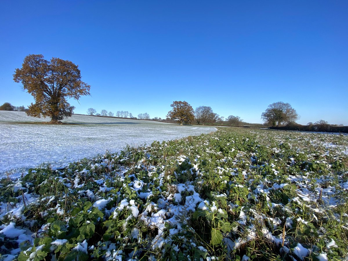 Boycefield Herefords tweet media