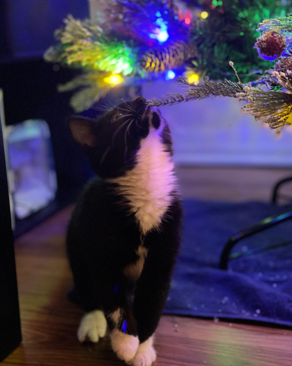 SaraWThinks's tweet photo. @ceciliaclyra christmas kitten! https://t.co/F9yKKSYHrG