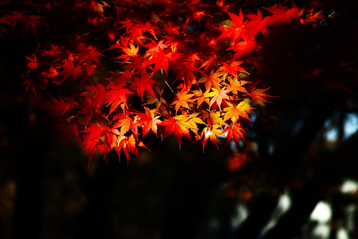 Leaf
葉

#photography #nature #NaturePhotography