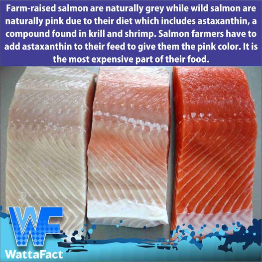 BigSalmon convinced you farmed salmon is healthy. They don't want you