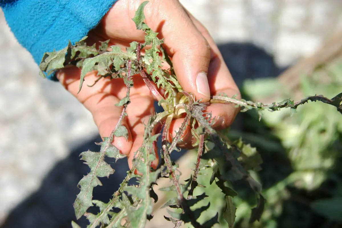 🌿 Wild, edible and nutritious! @CGIAR researchers from @BiovIntCIAT_eng's Biodiversity for Food and Nutrition project identify 39 wild edible plants viable for foraging, consumption and potential sale in markets. Read more 👉 on.cgiar.org/3GHHOHi @CGIAR #OneCGIAR