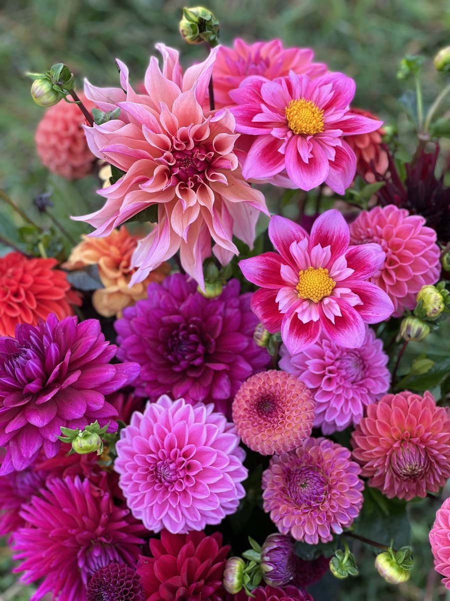 DorsetDahlias's tweet photo. Can’t wait for a blast of colour like this again. #dahlias #flowers #colour #gardening https://t.co/bT4tkYjazj