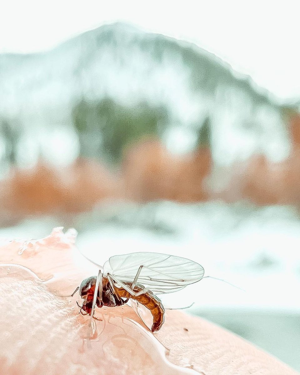 MidCurrent's tweet image. &quot;Winter Fishing = Teeny Tiny Imitations
* check out the groves on my thumbprint for size reference.&quot; // image by Rebeca Reyes Granillo @chewwwbeca

.
.
.
.
#matchthehatch #tinybugs #flyfishing #flyfishingphotography #cutthroattrout #keepitpublic #dryfly #trout #fishing #dryflies