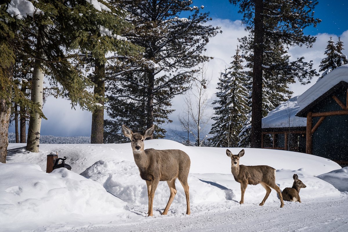 ShoreLodge's tweet photo. The beauty of living in McCall is having the most fascinating wildlife right in our backyard. 🦌 https://t.co/qLJZ6Cnvjp