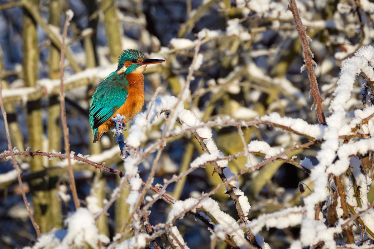 TrumpetBirder's tweet photo. Our local Kingfisher managing to survive these icy mornings on the canal lock, she’s looking very beautiful in the winter light #birds #birdphotography #birdoftheday #wildlifephotography #birdwatching #photography #birding #canon #R5 #EOS @CanonEMEApro @Natures_Voice @BirdGuides https://t.co/Gm9jDsDErI